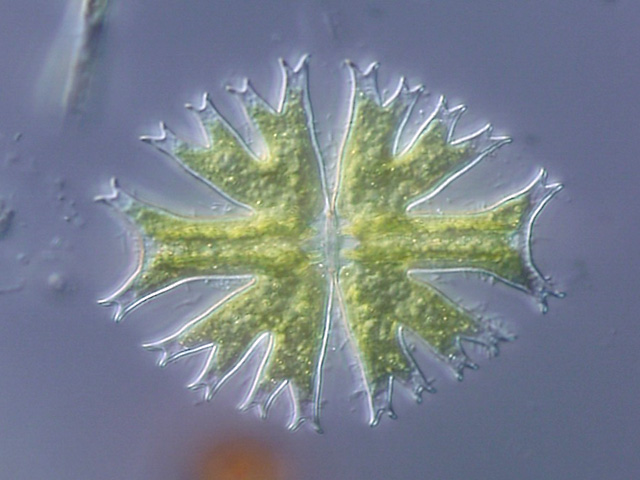 File:Micrasterias radiata.jpg
