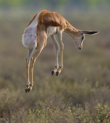 File:Springbok pronk.jpg