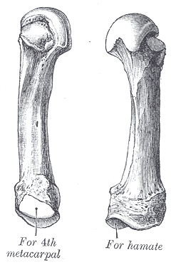 File:Gray233.png