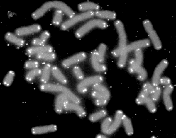 File:Telomere caps.gif