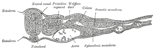 File:Gray19.png