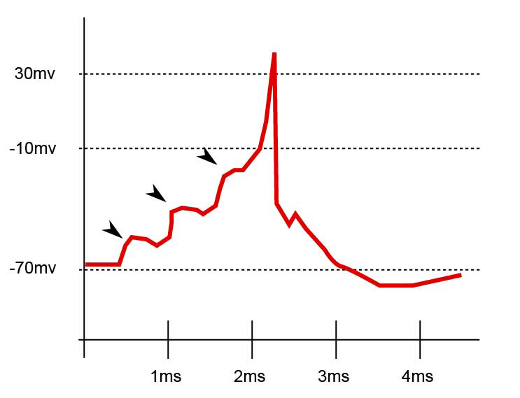File:Synapse diag5.png
