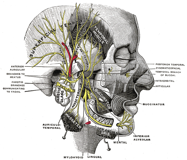File:Gray781.png