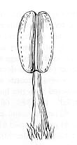 File:Anther01.jpg