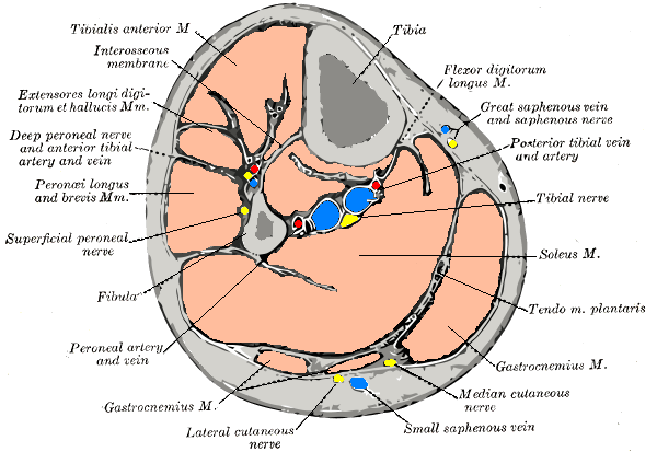 File:Gray440 color.png
