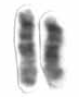 Chromosome 15 high resolution cropped
