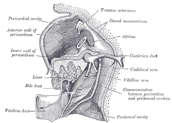 File:Gray1088.png