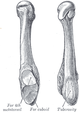 File:Gray288.png