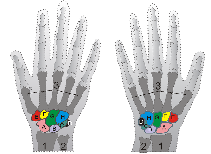File:Carpus.png