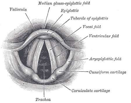 File:Gray956.png