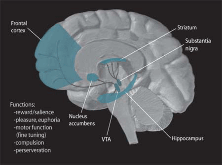 File:Dopamine Pathways.png
