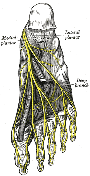 File:Gray833.png
