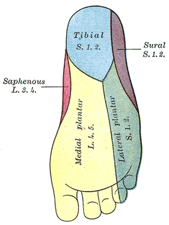 File:Gray834.png