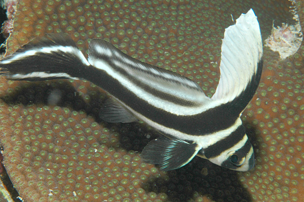 File:7080 aquaimages.jpg
