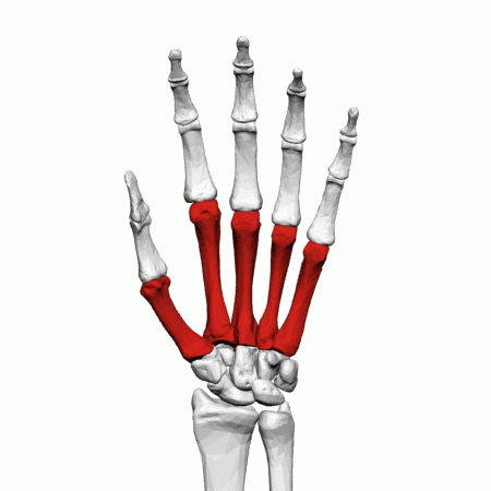 File:Metacarpal bones (left hand) - animation01.gif