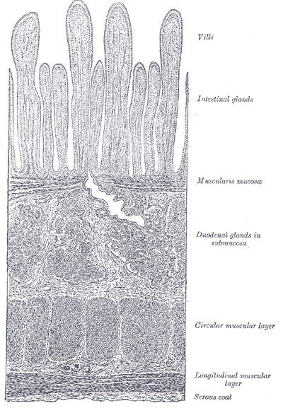 File:Gray1058.png