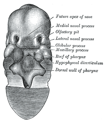 File:Gray46.png