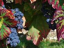 File:Carignan close up.jpg