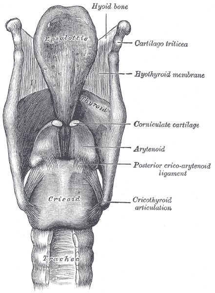 File:Gray952.png