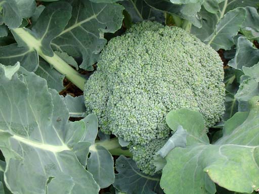 File:Broccoli2.jpg