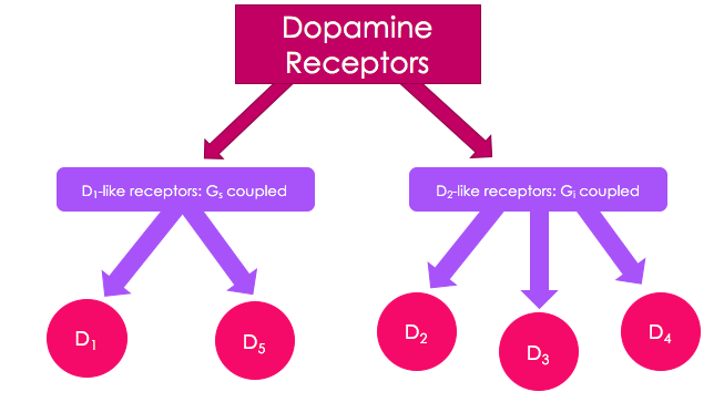 File:Dopamine Receptor Flowchart.png