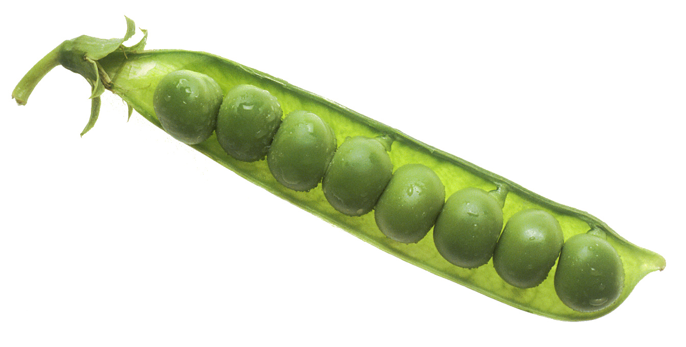 NCI_peas_in_pod