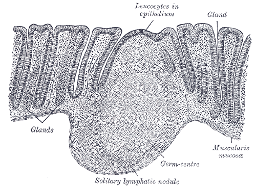 File:Gray1082.png