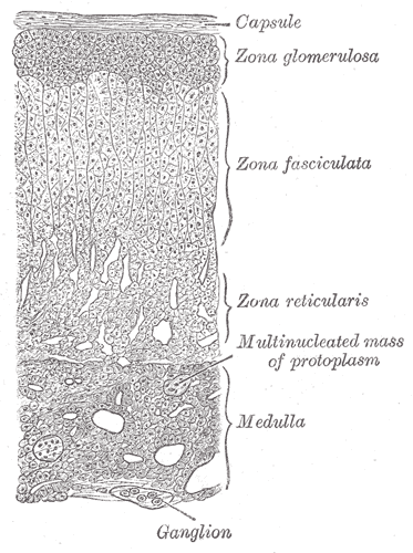 File:Gray1185.png