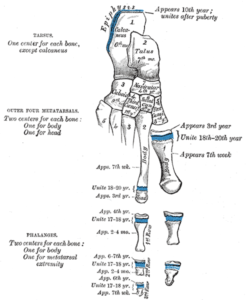 File:Gray289.png