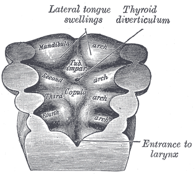 File:Gray979.png