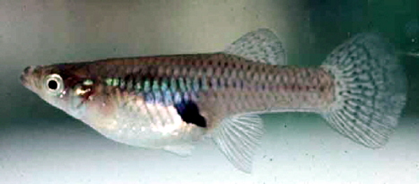 File:Mosquitofish.jpg