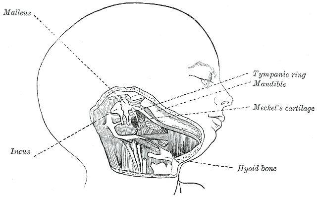 File:Gray43.png