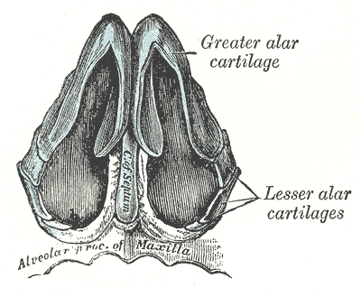File:Gray853.png