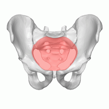 File:Pelvic inlet 03 animation.gif