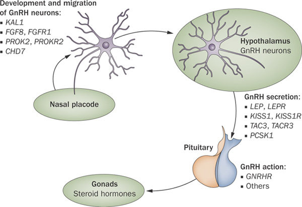 File:The genetic and molecular basis of idiopathic hypogonadotropic hypogonadism.jpg