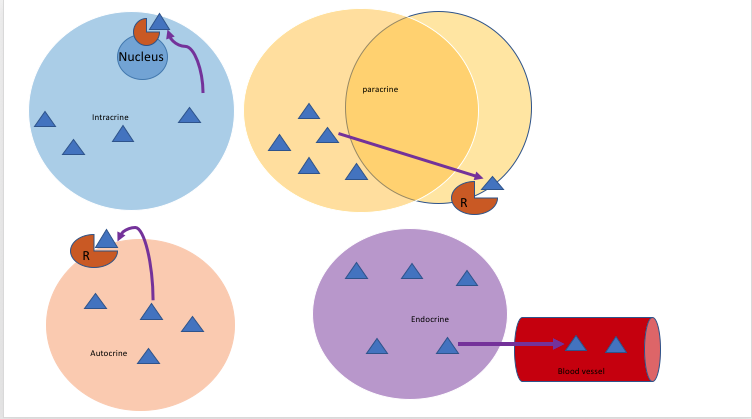 File:Autocrine and Paracrine.png