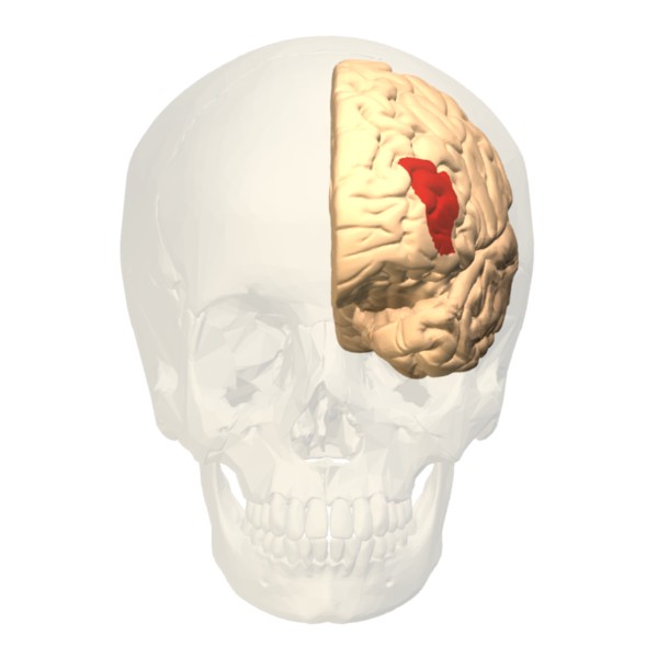 File:Brodmann area 46 frontal.jpg