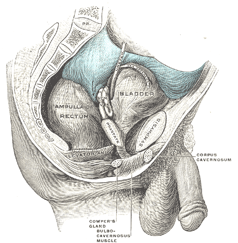 File:Gray1136.png