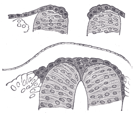 File:Gray644.png