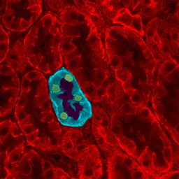 File:Kidney tubules.png