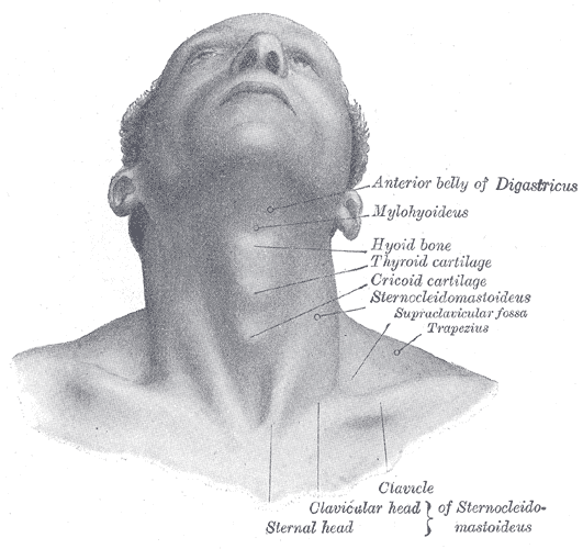 File:Gray1195.png