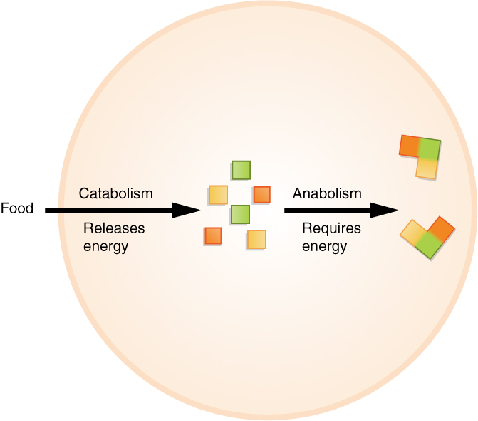 File:103 Metabolism.jpg