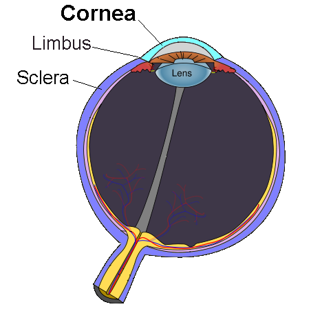 File:Cornea.png