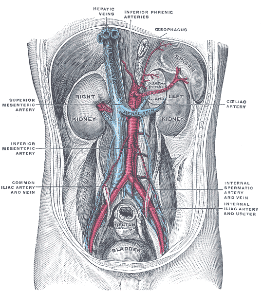 File:Gray1121.png