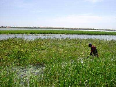 File:African rice niger.png