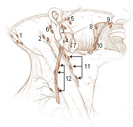 File:Illu lymph chain01.jpg