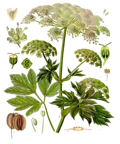 File:Peucedanum ostruthium - Köhler–s Medizinal-Pflanzen-236.jpg