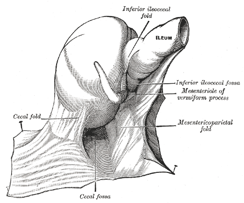 File:Gray1045.png