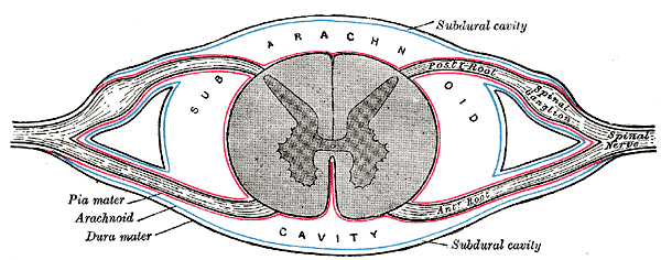 File:Gray770.png