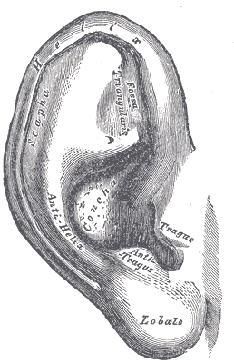 File:Gray1207.png
